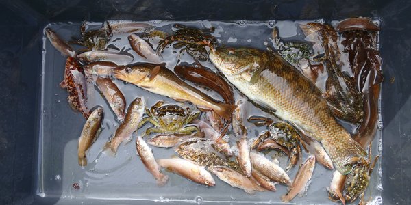 

Fiskesamfunnet