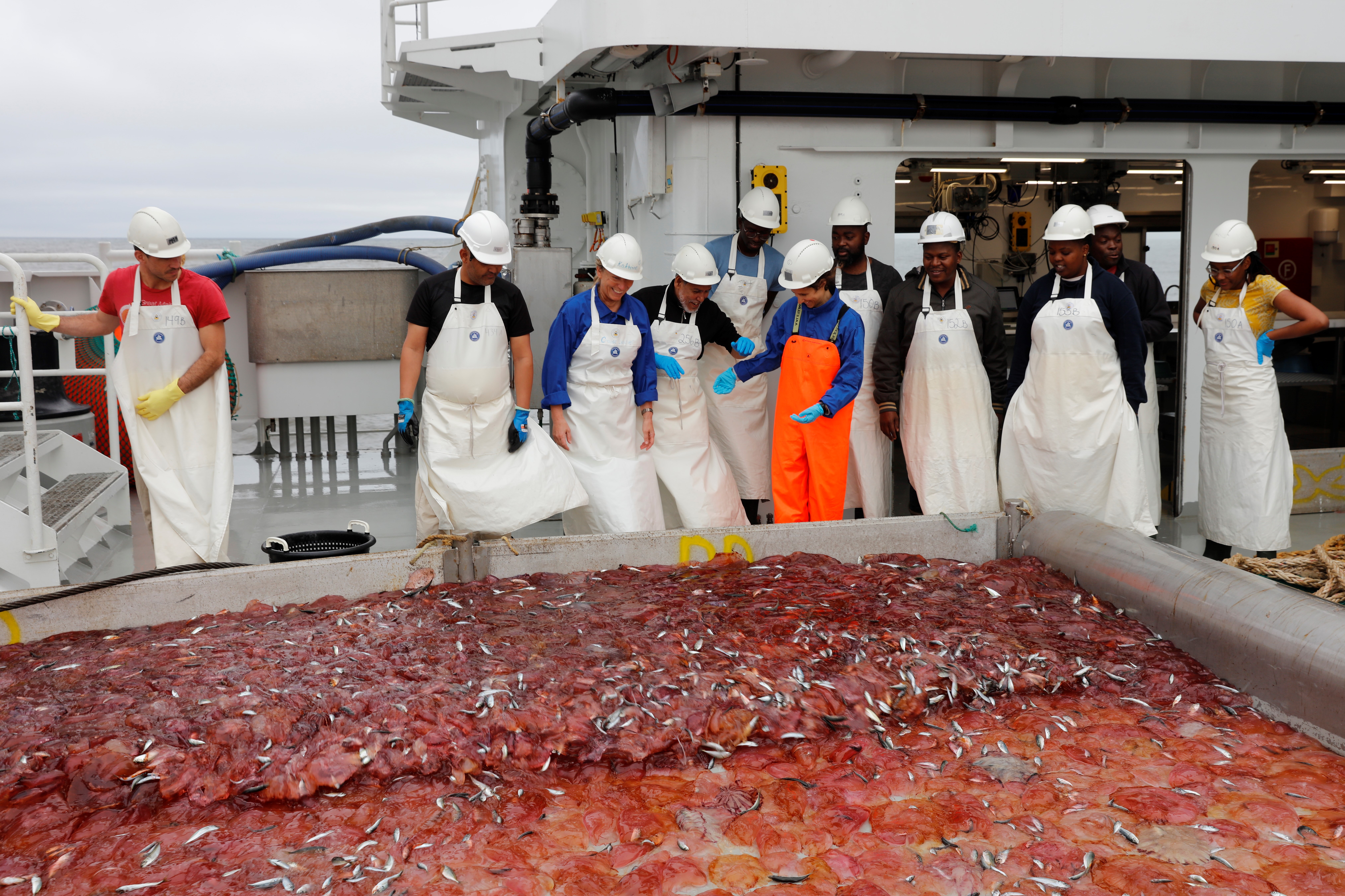 11 mennesker med hvite hjelmer og forklær på et skipsdekk foran en stor klump med røde geleaktig masse med masse småfisk inni seg.