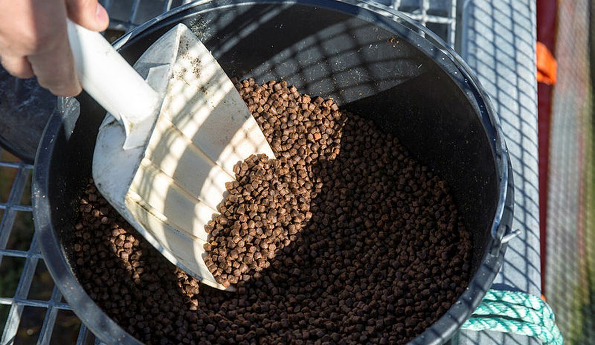 ei svart bøtte fylt med brune pellets, ei hand tek ei ause nedi fiskefôret