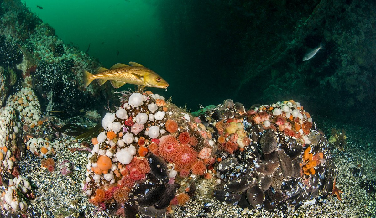 
En torsk i havet. Torsken svømmer nær havbunnen, rett over noen steiner som er dekket av sjøanemoner og andre bunnarter. 