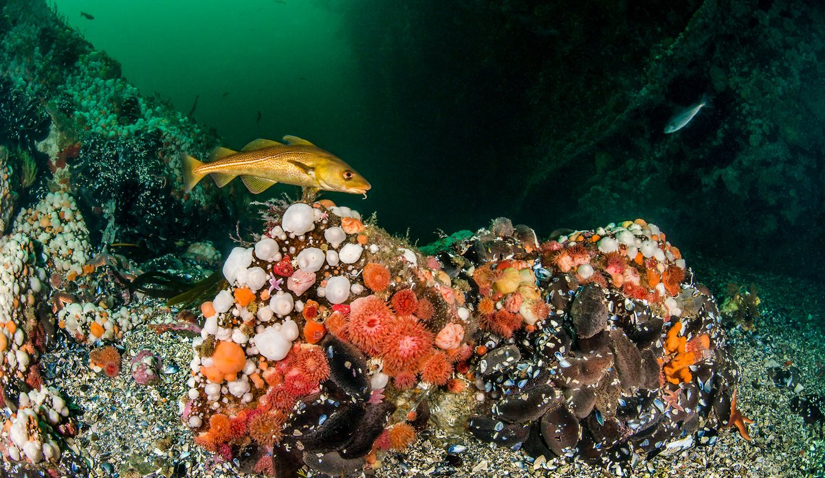 En torsk (Gadus morhua) som svømmer over koraller på sandbunn