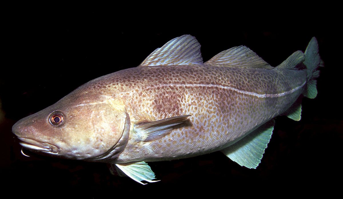 polar cod