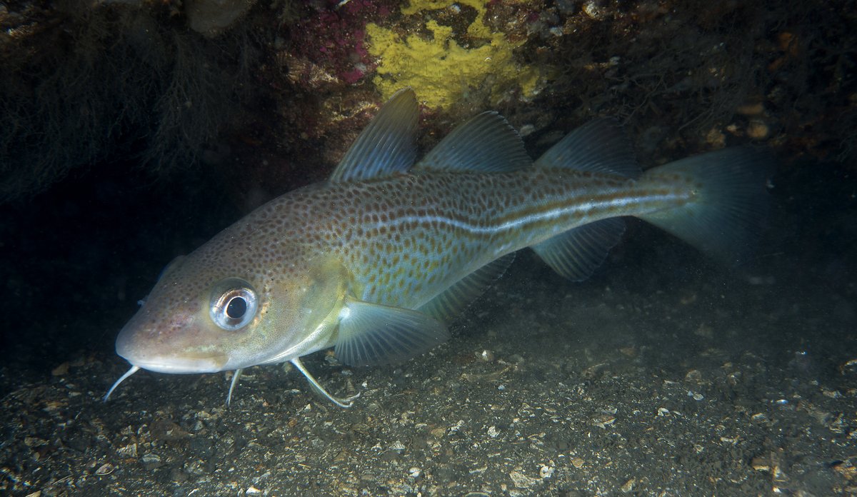 
Closeup of cod towards rocky bottom