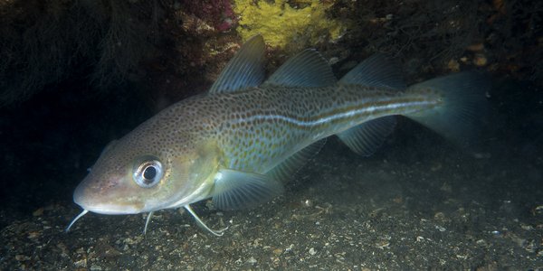 

Closeup of cod towards rocky bottom