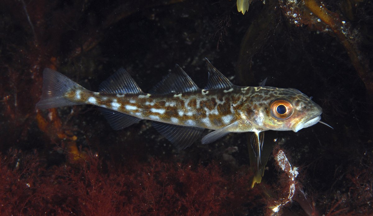 
Gadus morhua juvenil