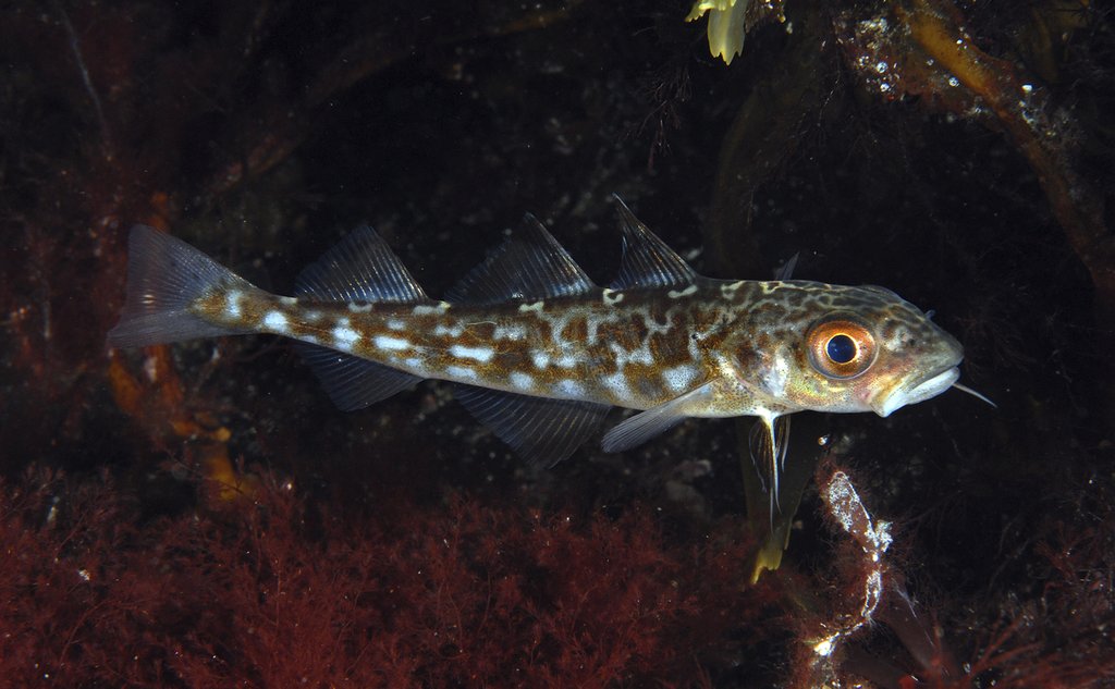 Gadus morhua juvenil