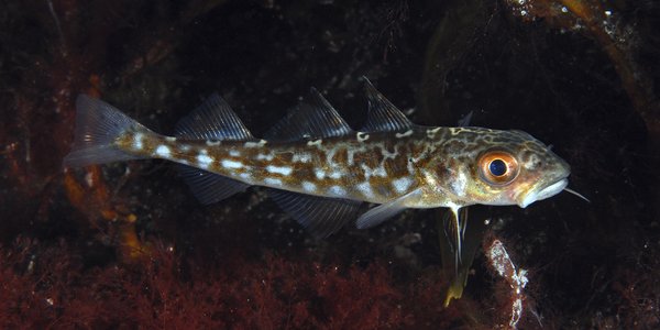 

Gadus morhua juvenil