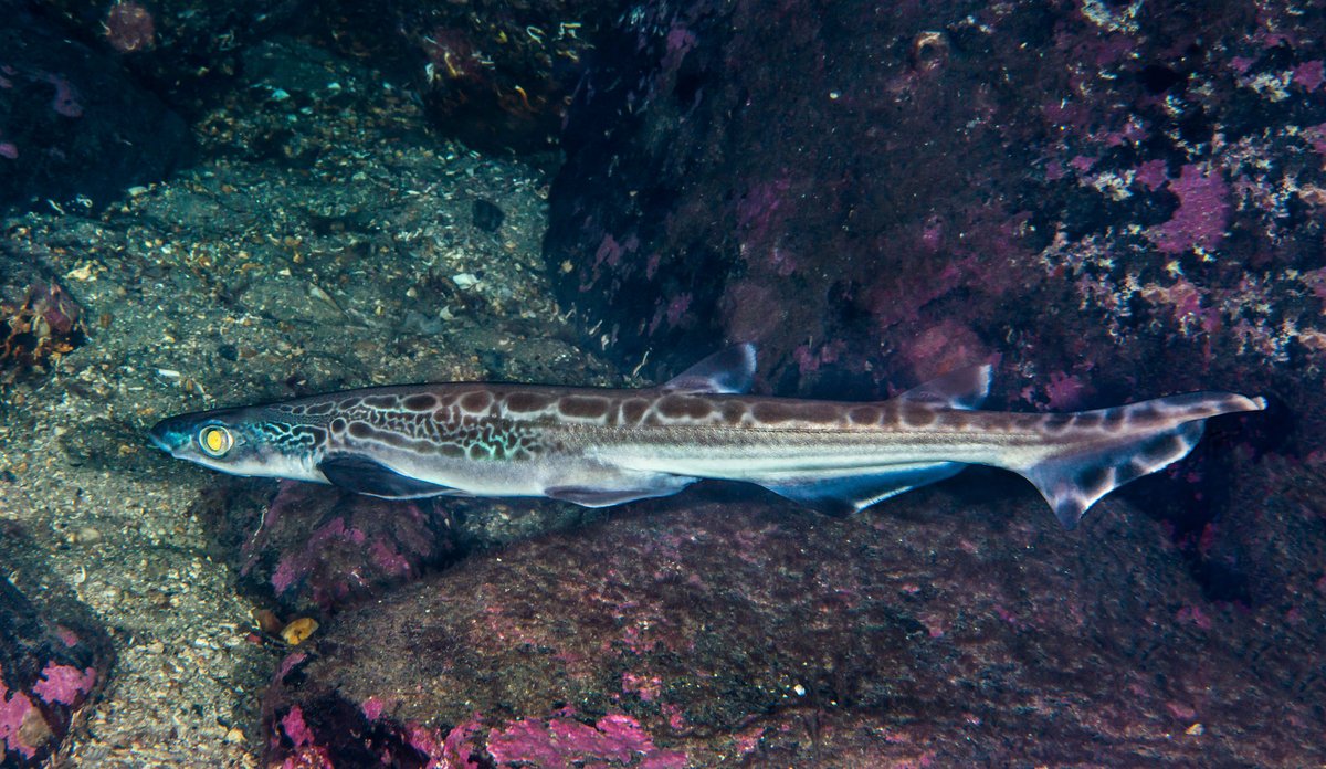 Galeus melastomus 10 01 2017 20 E Svensen