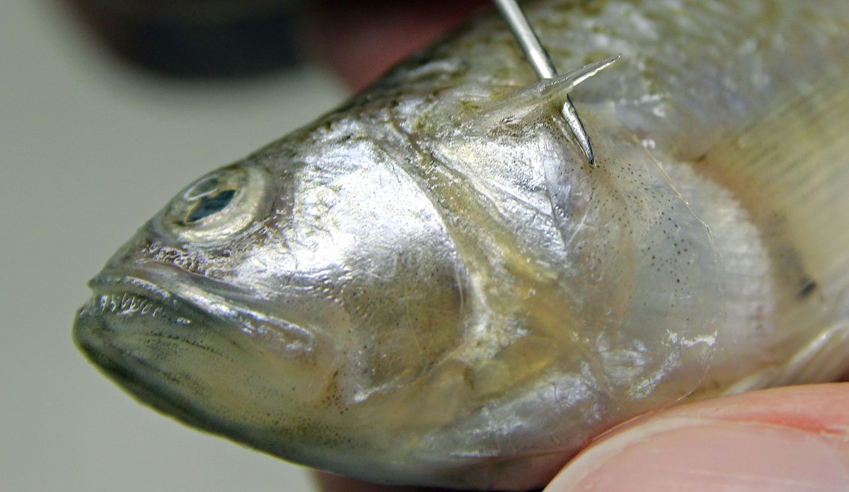 Hodet til en dvergfjesing på kloss hold, med en nål som viser den ene giftpiggen ved gjellene.