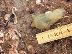 Lysegrønt sekkedyr på stein ved siden av linjal som indikerer størrelse på få centimeter