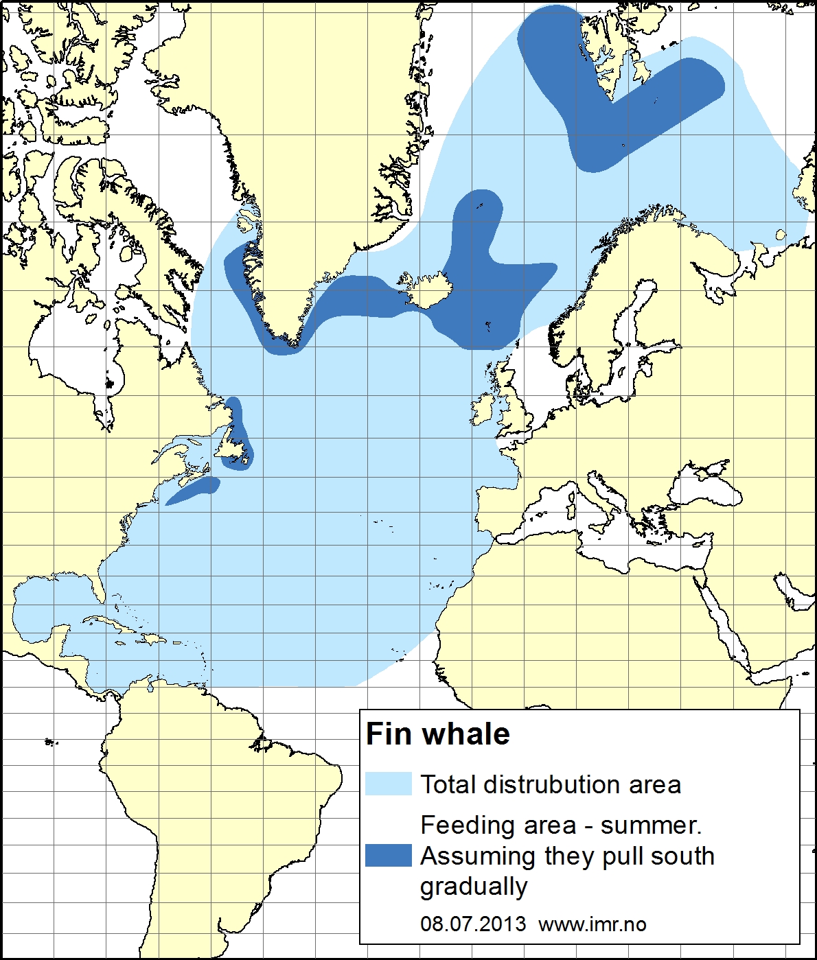 distribution map fin whale