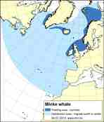 distribution map minke whale