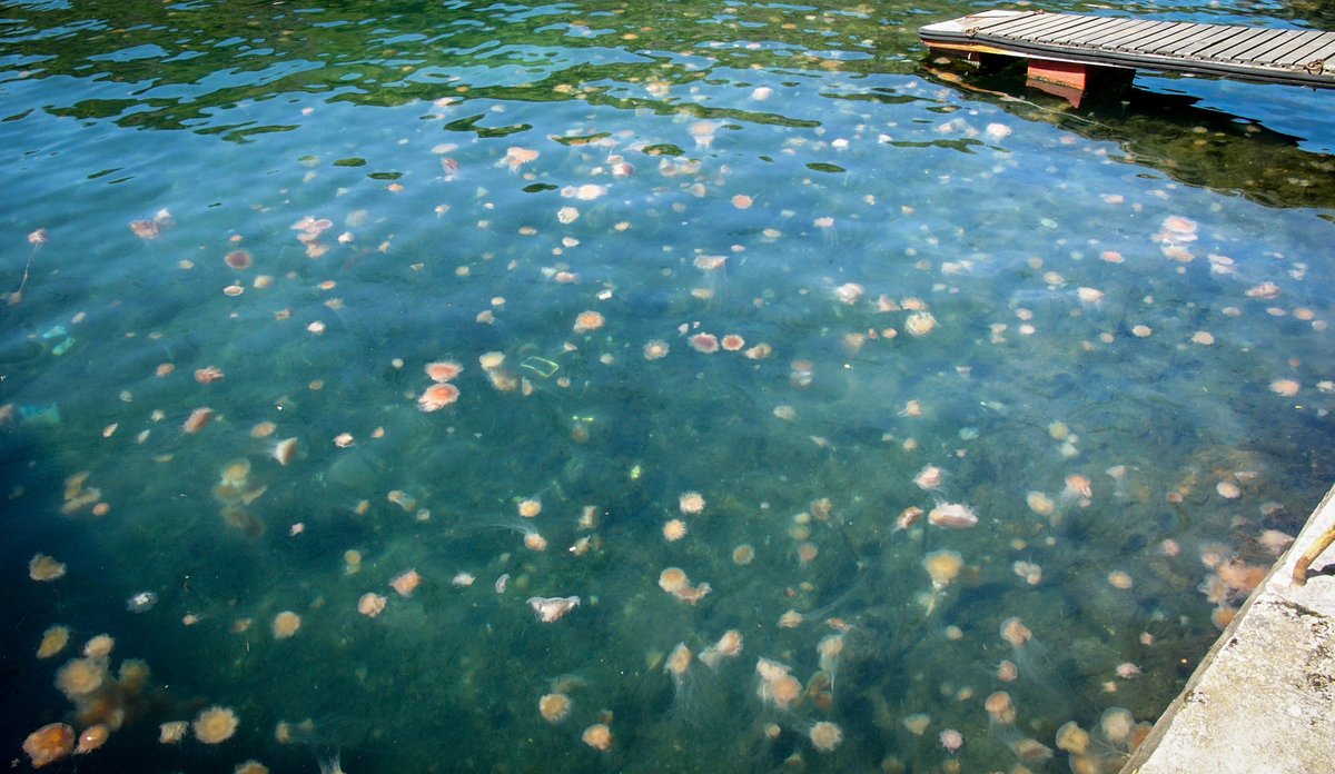 Voldsomt mange brennmaneter langs kaien og bryggen.