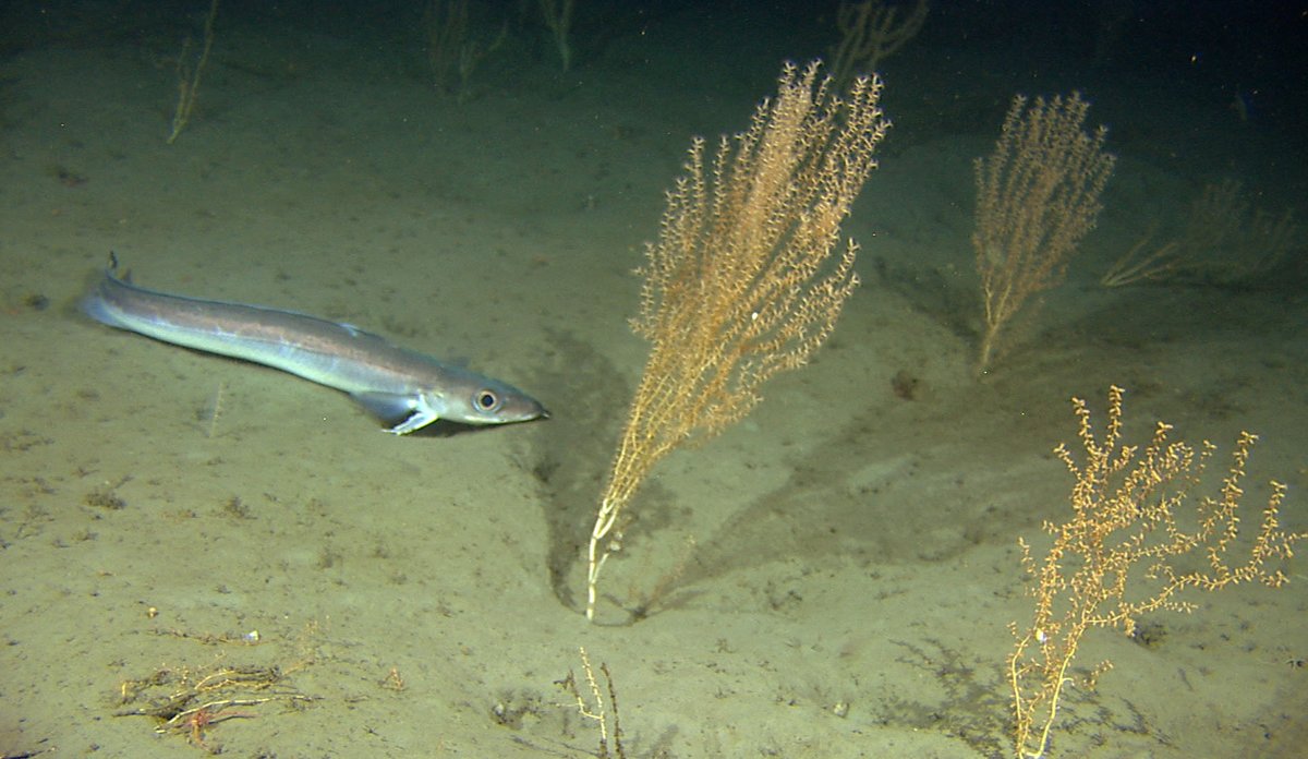 en lang tynn fisk svømmer mot en oransje fjær som står opp fra en grå havbunn