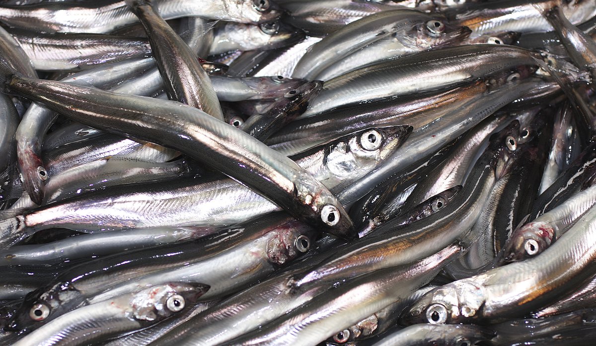 lodde (Mallotus villosus)