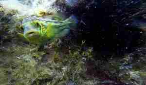  grønngylt som svømmer blant marine planter