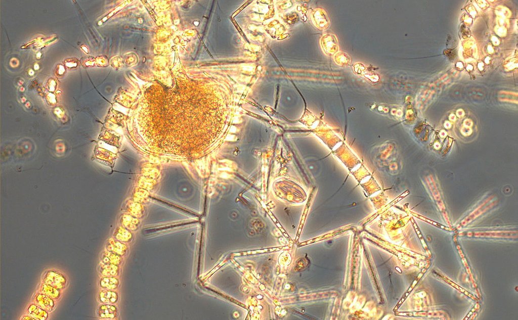 Oversiktsbilde kiselalger og protoperidinium, mikroalger.