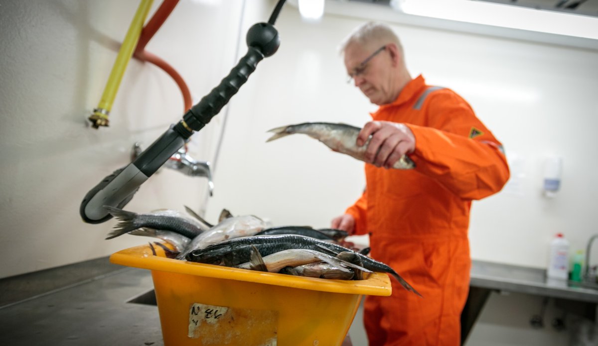 mann legger sild ned i kurv med flere sild i