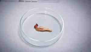 foto av magesekk fra makrell i petriskål