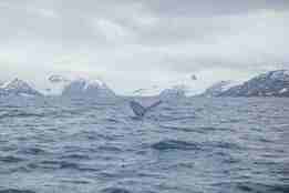 hvalfinne i sjø med iskledde fjell bak 