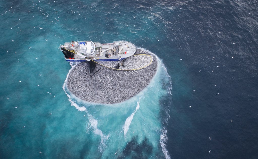 dronefoto av båt med not full av fisk