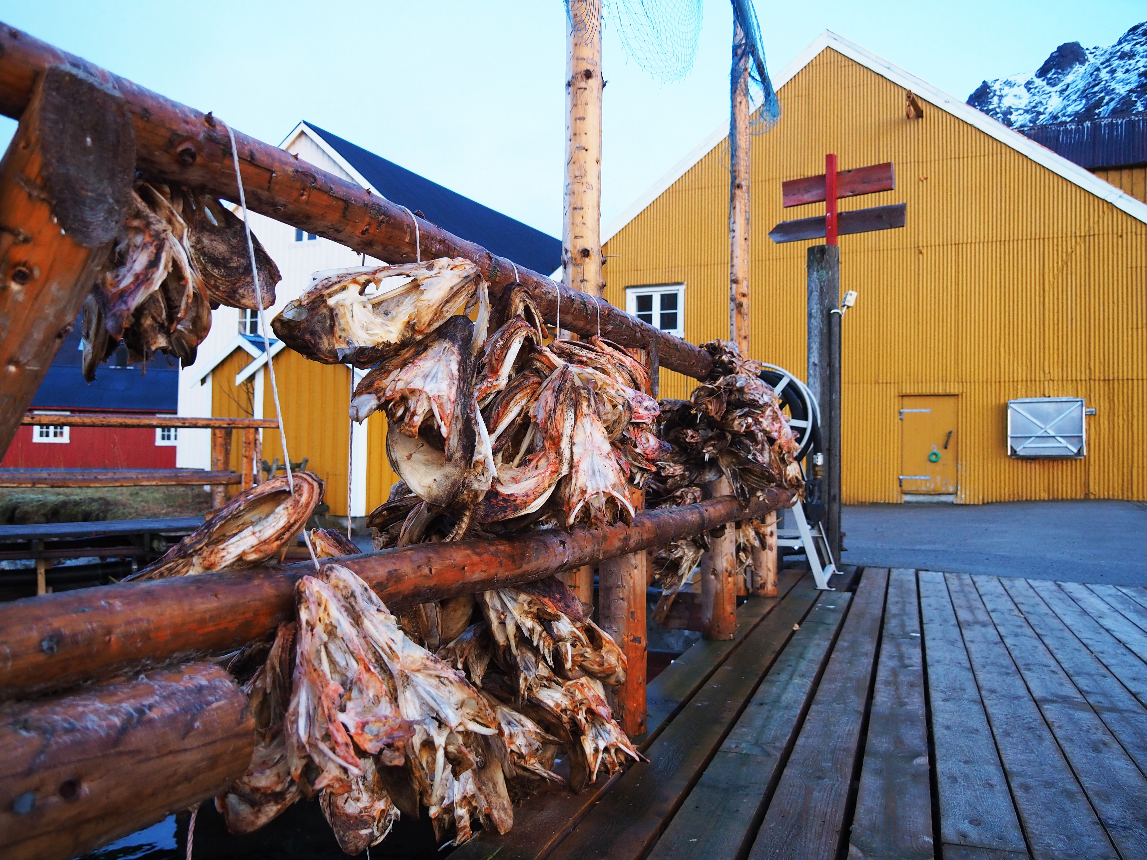 Rorbu i Nusfjord med fiskehode til tørk i forgrunnen