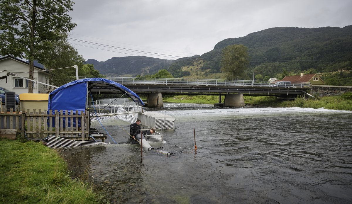 Fiskefella i Etneelva