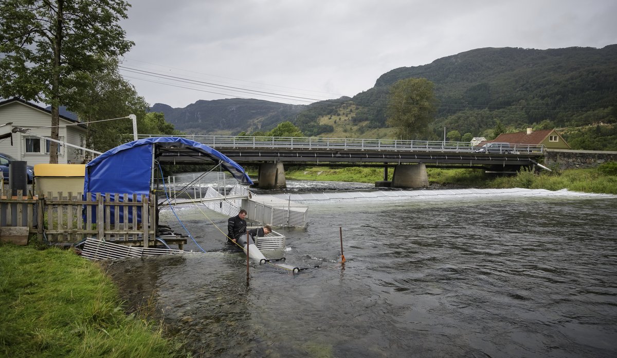 
Fiskefella i Etneelva