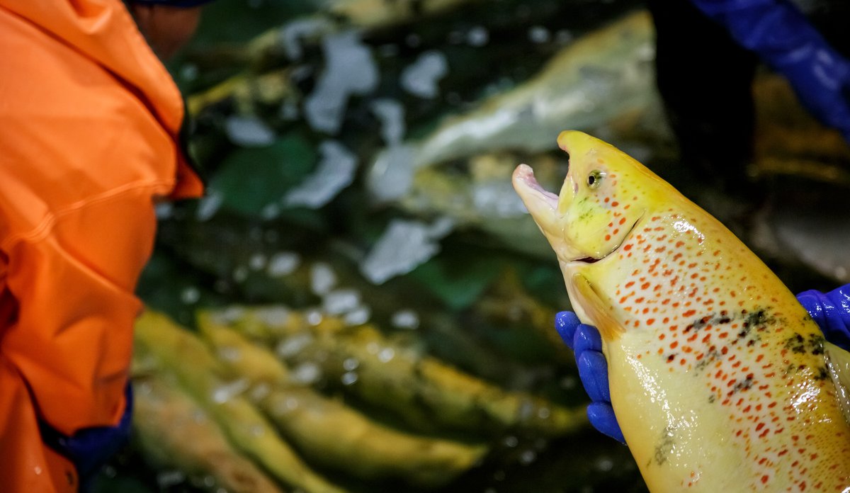 Fotografi av genredigert laks som blir holdt frem