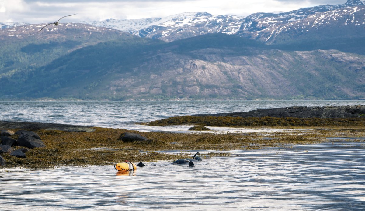 
mann som svømmer blant tang i fjord