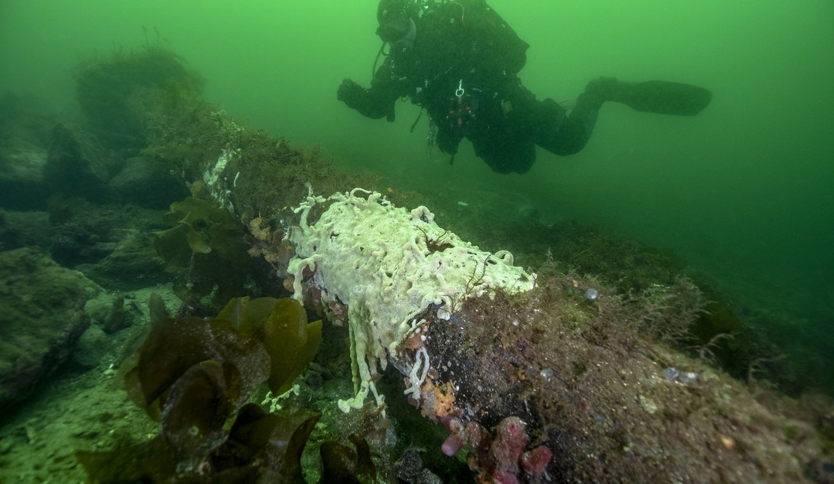 Hvitt svamplignende havnespy på en tresamme eller stang på sjøbunnen med dykker i bakgrunnen.
