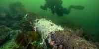 

Hvitt svamplignende havnespy på en tresamme eller stang på sjøbunnen med dykker i bakgrunnen.