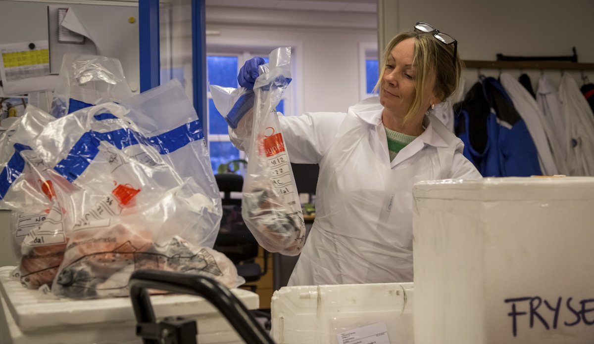 Ei kvinne i kvit labfrakk og plastforkle og hanskar. Ho held ein gjennomsiktig plastpose som rommar prøver frå oppdrettslaks.