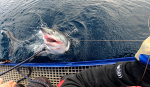 Håbrann med en imponerende og skremmende tanngard, som er fisket opp utenfor Lofoten for å merkes med satelitt- og sporingsmerker. Haien har hodet over vannskorpa.