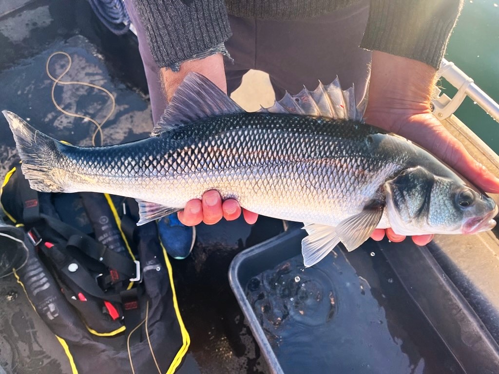 Hender som holder en havabbor om bord i en båt