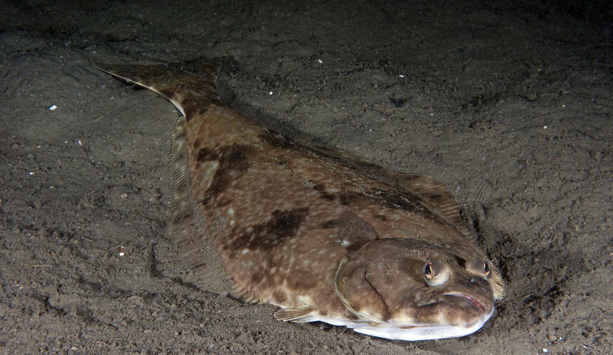 
Stor flyndrefisk på havbunn av sand