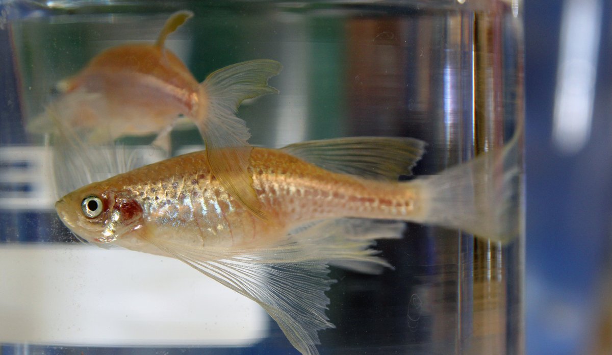 IMG 5440 Sebrafisk Spotted Gamlemor1c