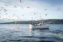 Liten fiskebåt på fjorden, med mange måsar som flyg rundt båten.