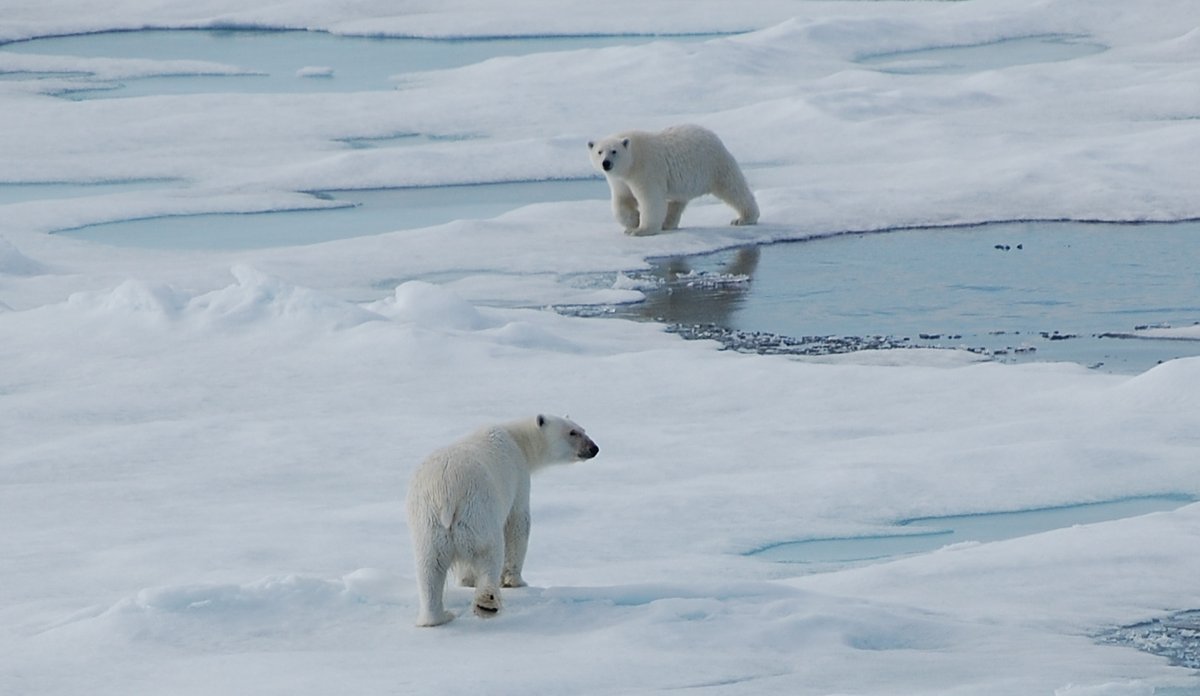 Isbjørnmor med unge på Svalbard