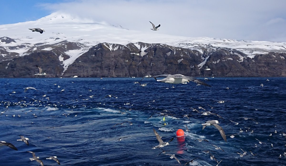 
Panoramabilde av Jan Mayen. Vulkanøya har ein isdekt topp, og havet omkrinsar ho. Måkar flyg rundt