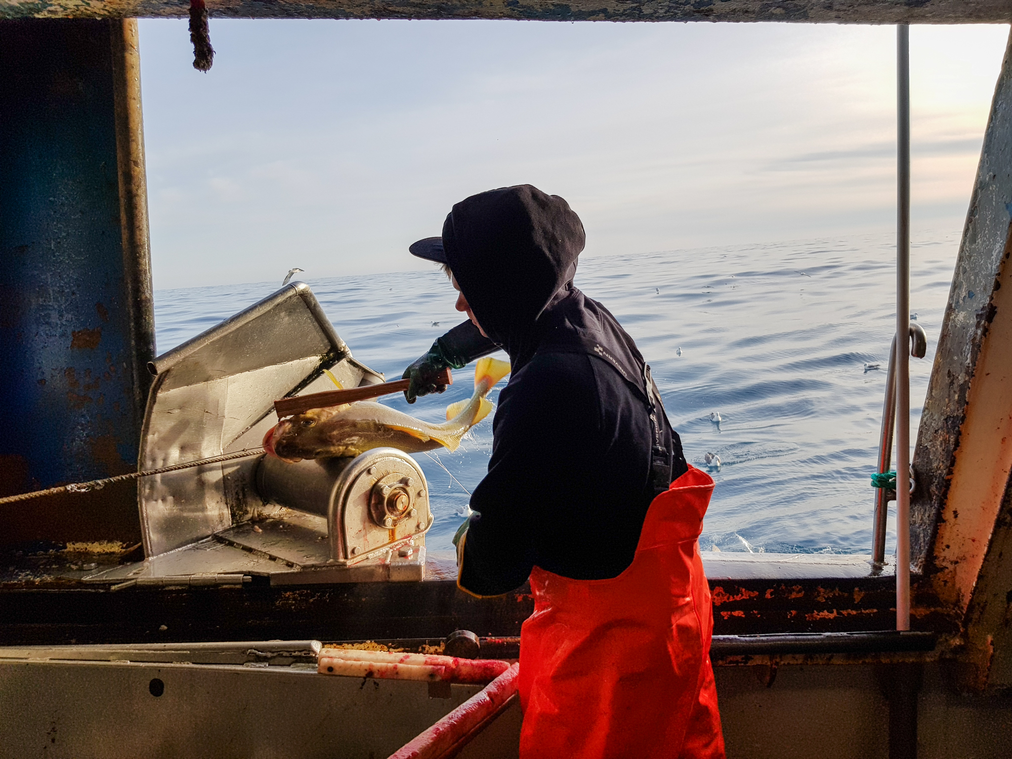 En mann i vadebukser står ved skipsluka, der fangsten kommer inn. En torsk har akkurat komt over ripa.,