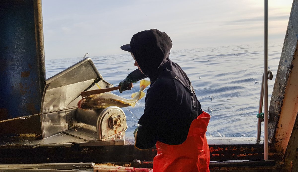 
En mann i vadebukser står ved skipsluka, der fangsten kommer inn. En torsk har akkurat komt over ripa.,