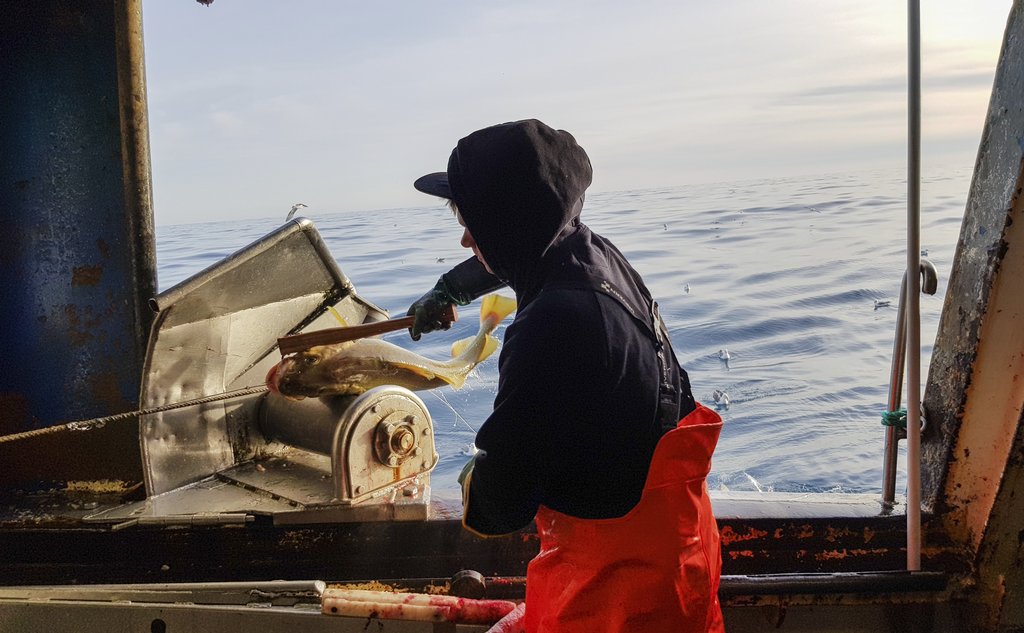 En mann i vadebukser står ved skipsluka, der fangsten kommer inn. En torsk har akkurat komt over ripa.,