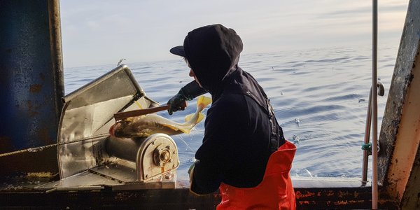 

En mann i vadebukser står ved skipsluka, der fangsten kommer inn. En torsk har akkurat komt over ripa.,