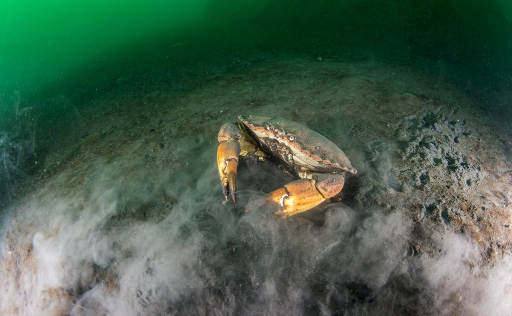 A brown crab on the sea floor