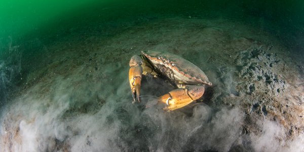 

en krabbe på havbunn