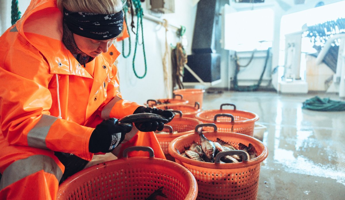 
Kvinne i oransje arbeidsklær sitter på et skipsdekk og undersøker fisk som ligger i røde plastkurver