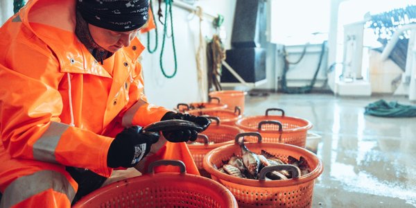 

Kvinne i oransje arbeidsklær sitter på et skipsdekk og undersøker fisk som ligger i røde plastkurver