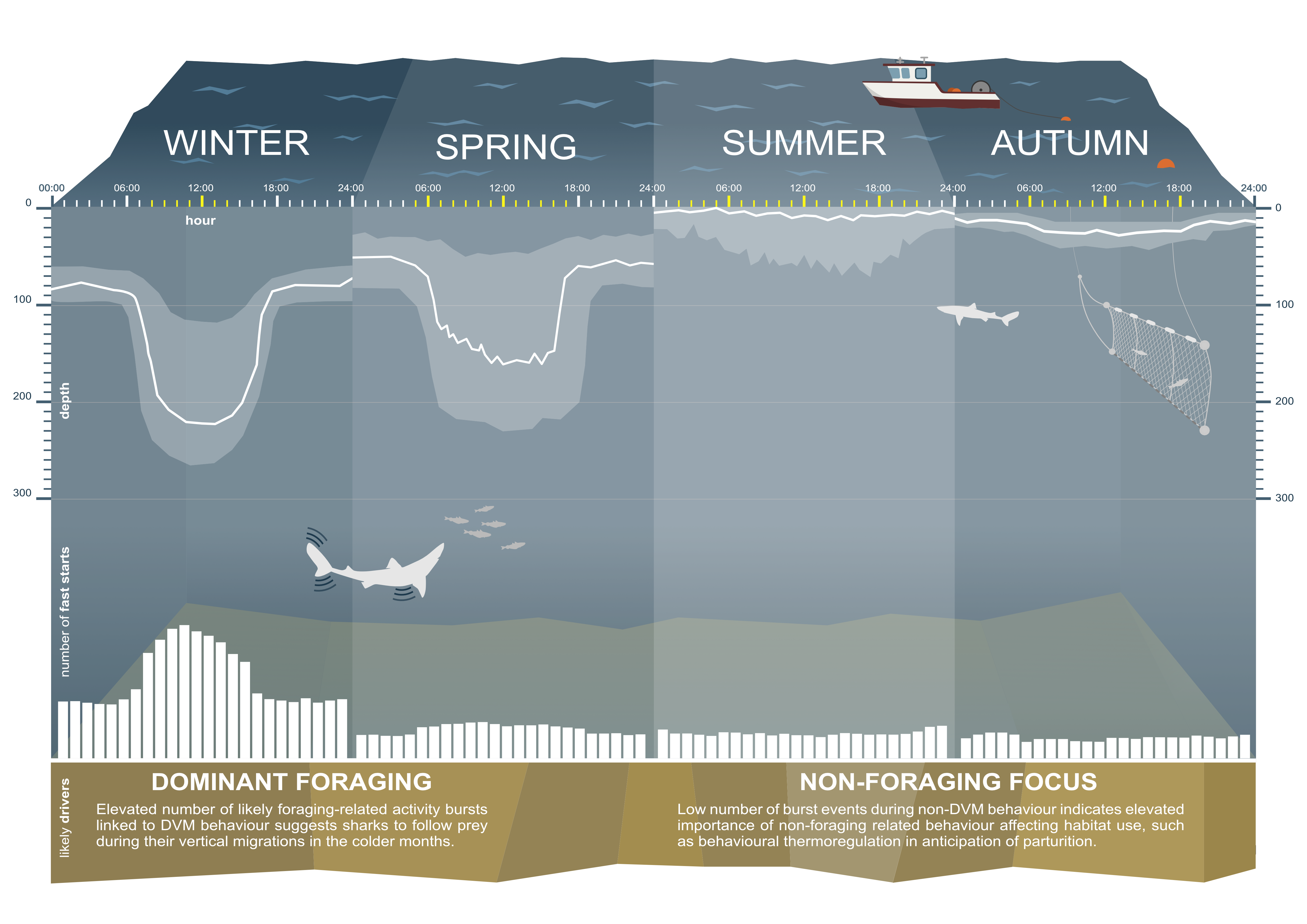 En grafikk som viser at haien beveger seg opp og ned om vinteren og våren, og gjør det ikke på sommeren og høsten