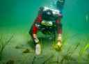Havforsker i dykkerutstyr planter ålegras på havbunnen.